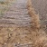 乔化众成一号苹果苗基地直销,现挖现发,保湿发货