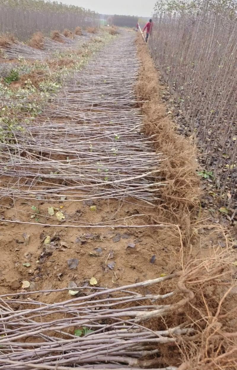 乔化众成一号苹果苗基地直销，现挖现发，保湿发货