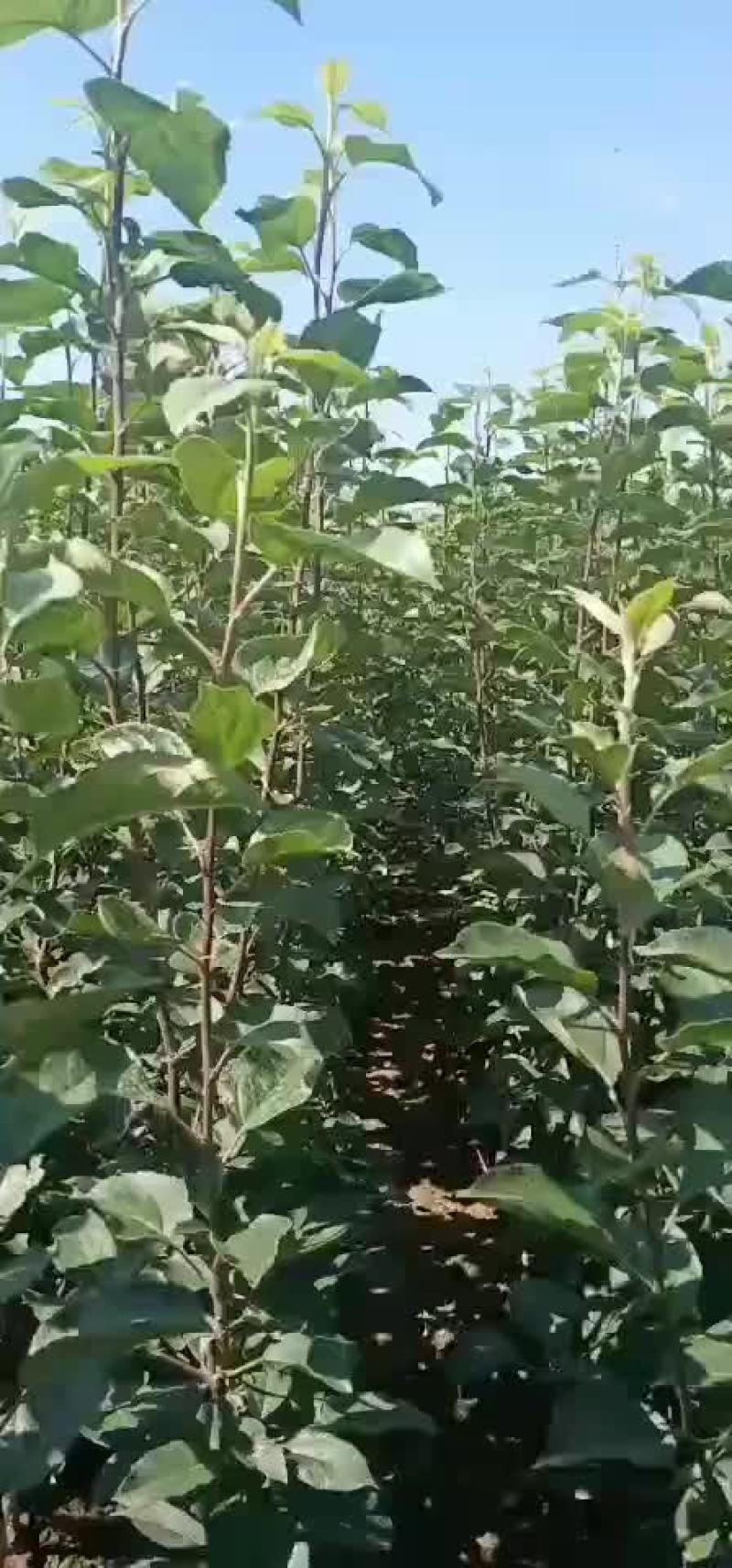 乔化众成一号苹果苗基地直销，现挖现发，保湿发货