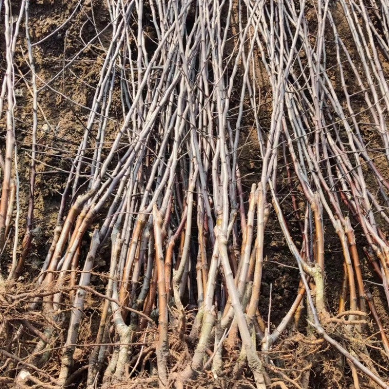 乔化众成一号苹果苗基地直销，现挖现发，保湿发货