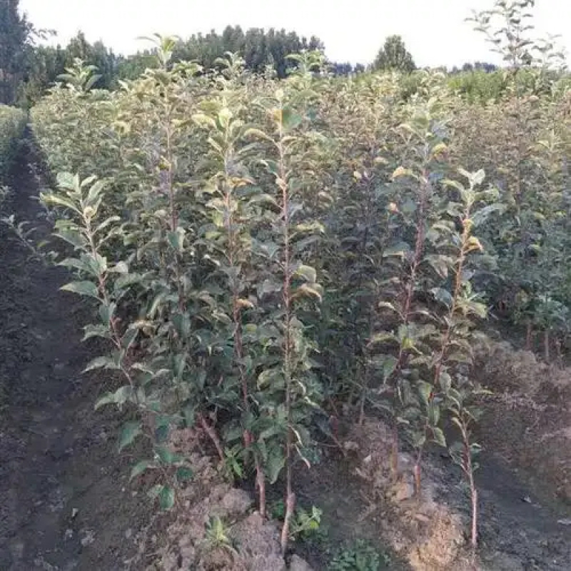 乔化众成一号苹果苗基地直销，现挖现发，保湿发货