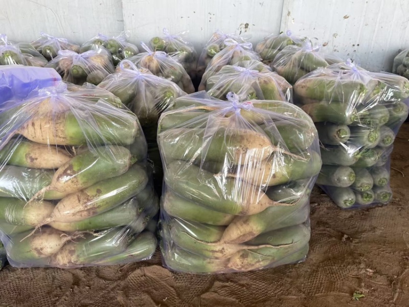 产地直销精品通货电商青萝卜量大价优欢迎联系