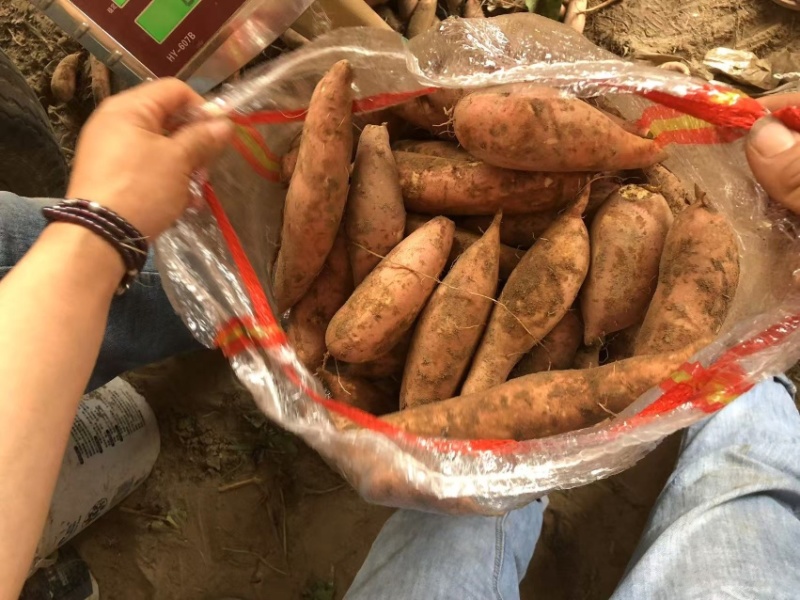 龙薯九号产地一手货源保质保量发货全国