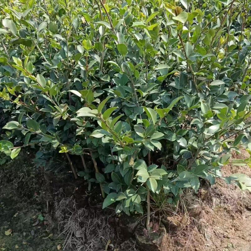 湖南长林系列油茶苗，大量供应提供各种规格，品系油茶苗