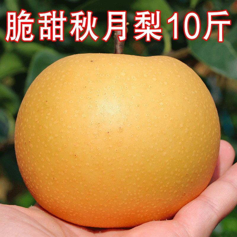 晚秋黄梨金果正宗薄皮批发特产汁足冰糖水果秋月