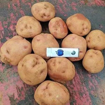 云南红窝子洋芋种子