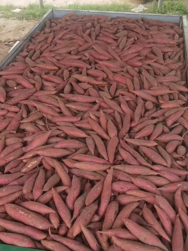 河南开封祥符区西瓜红红薯产地直销价格美丽