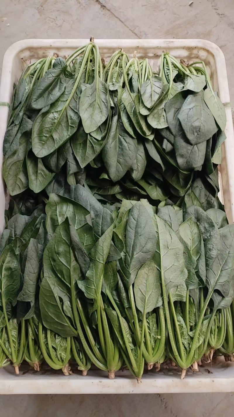 聊城精品菠菜大量上市，产地直发，可发往全国，服务**