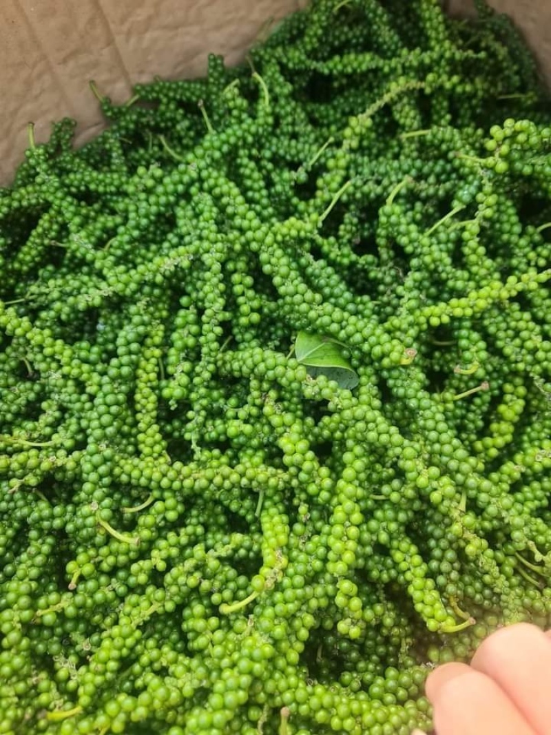 青胡椒，胡椒