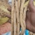 防风精选条子（非党参）