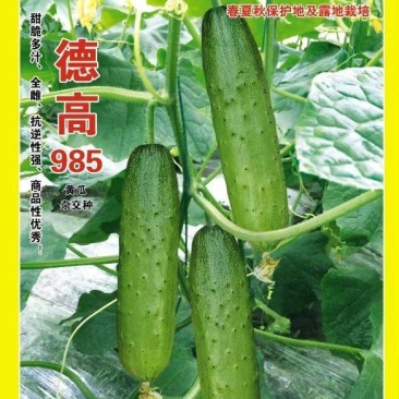 水果黄瓜种子德高985全雌抗逆强甜脆多汁