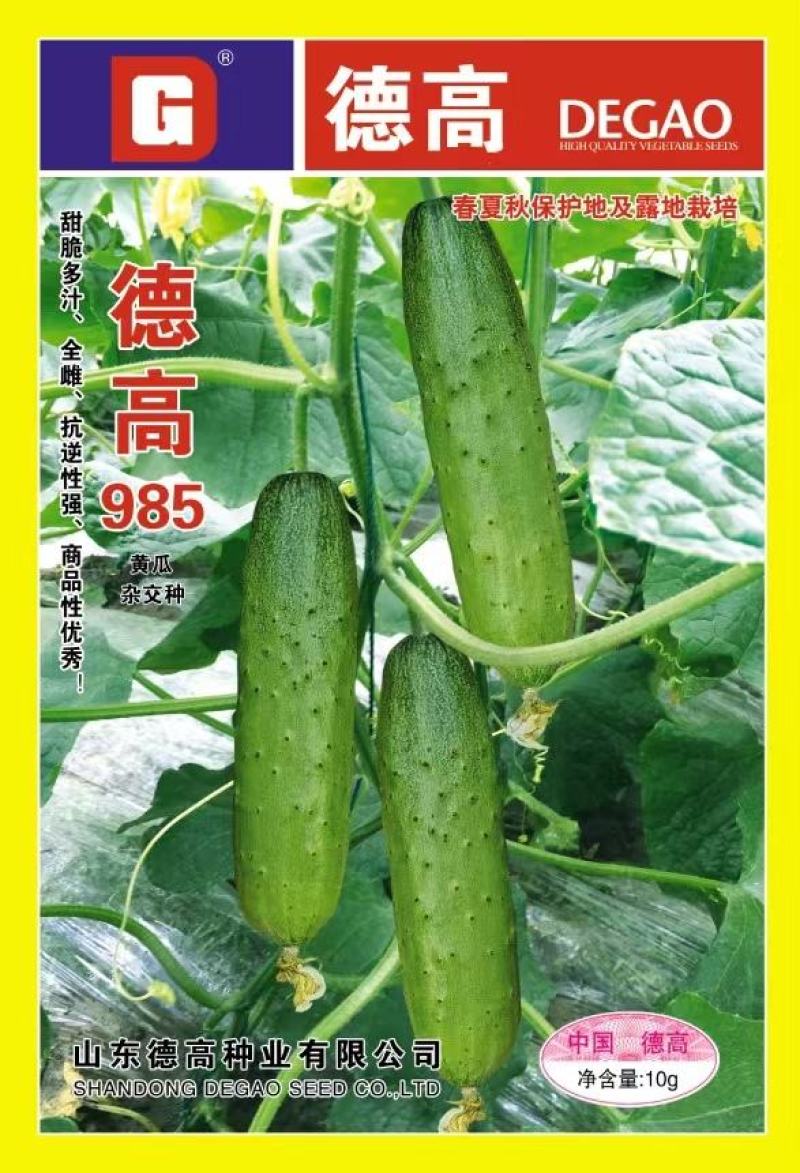 水果黄瓜种子德高985全雌抗逆强甜脆多汁