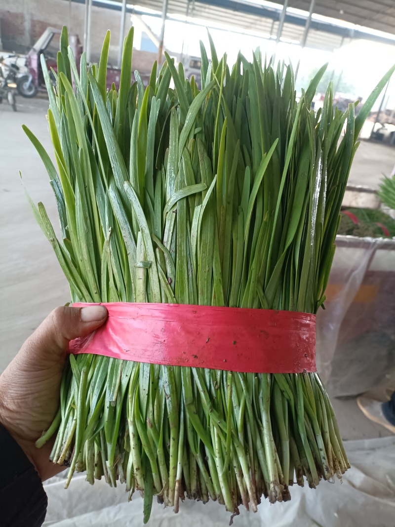 陆地二刀韭菜，跟粗叶绿。可以视频看货，一手货源，产地直供