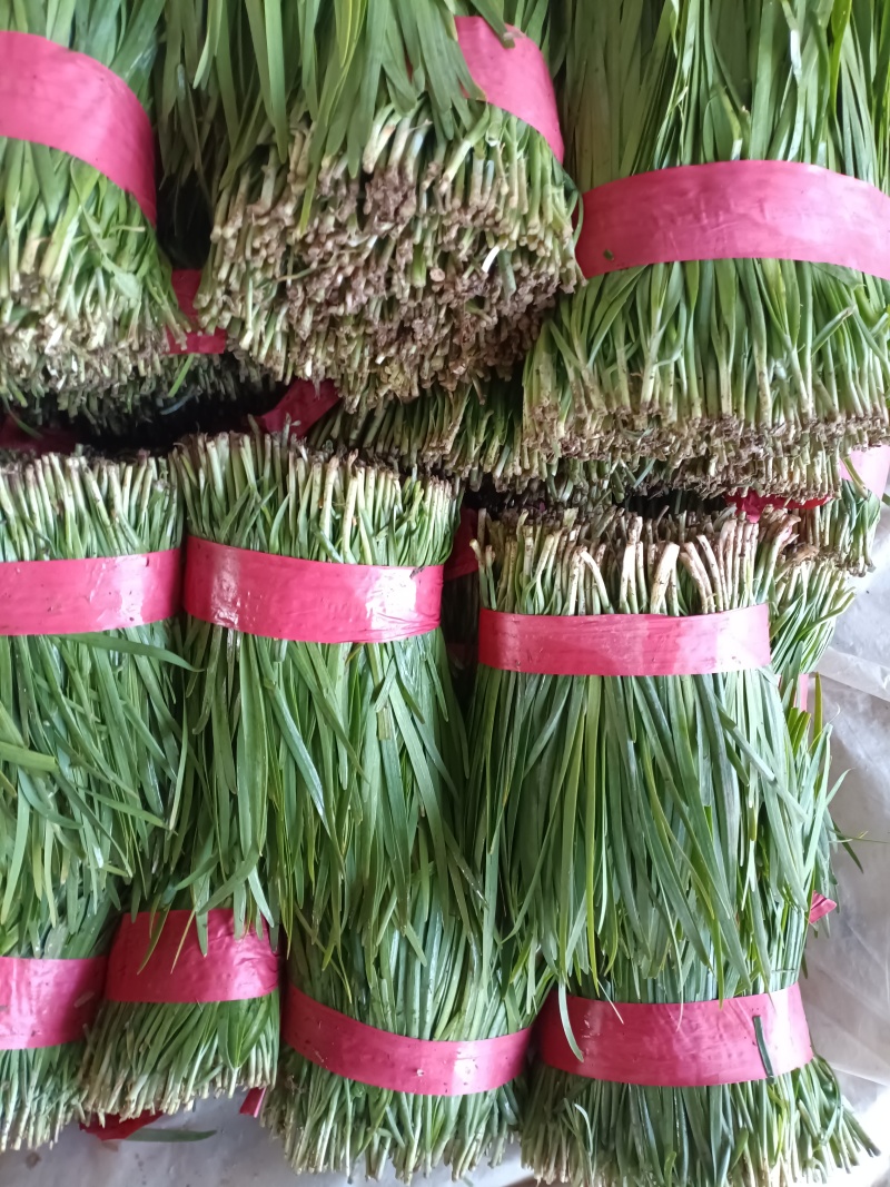 陆地二刀韭菜，跟粗叶绿。可以视频看货，一手货源，产地直供