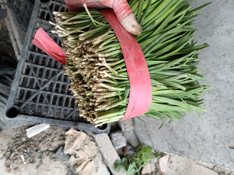 陆地二刀韭菜，跟粗叶绿。可以视频看货，一手货源，产地直供
