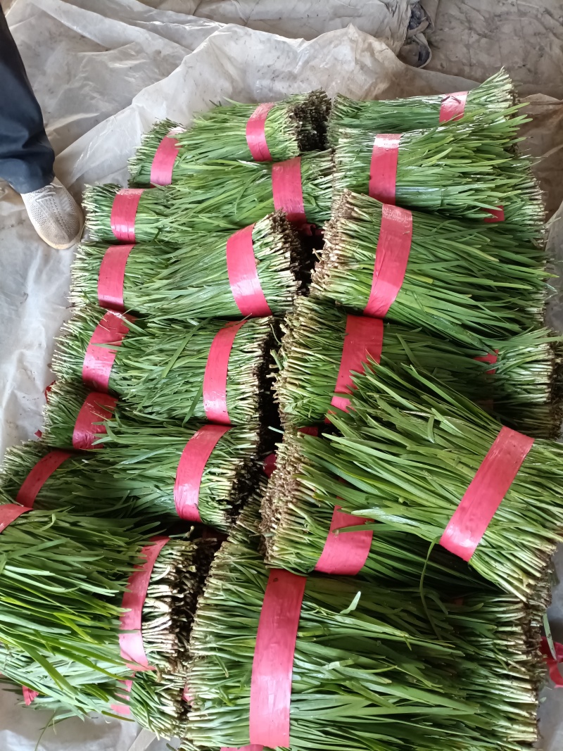 陆地二刀韭菜，跟粗叶绿。可以视频看货，一手货源，产地直供