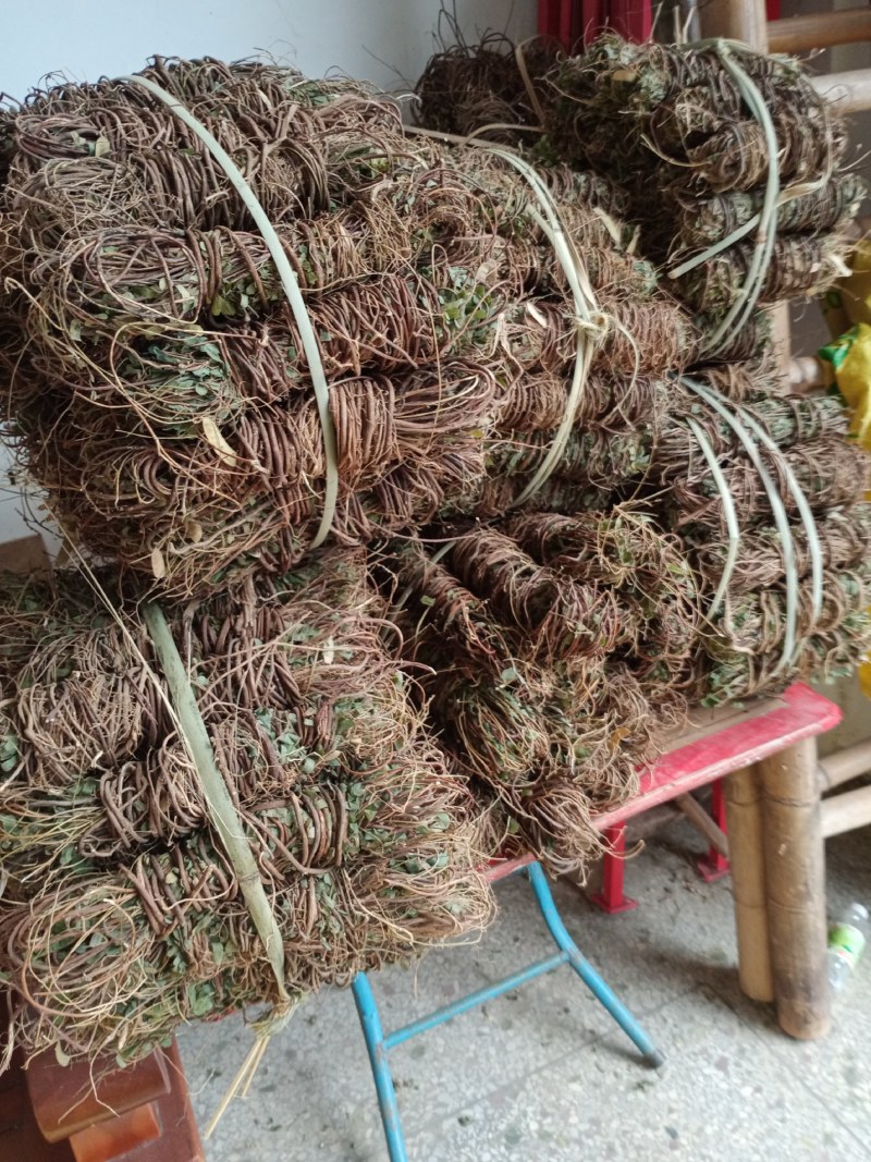 野生鸡骨草