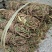 野生鸡骨草
