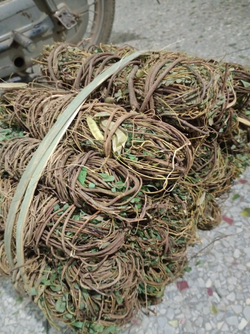 野生鸡骨草