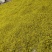 四川野菊花