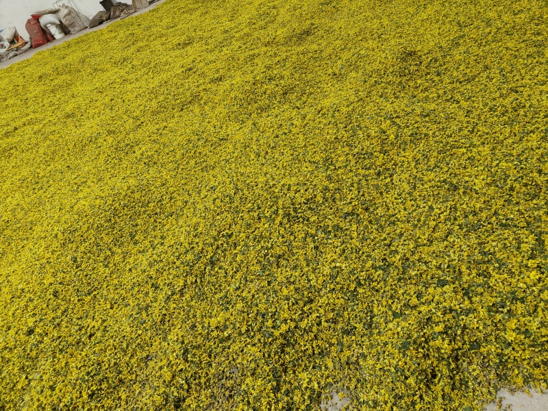 四川野菊花