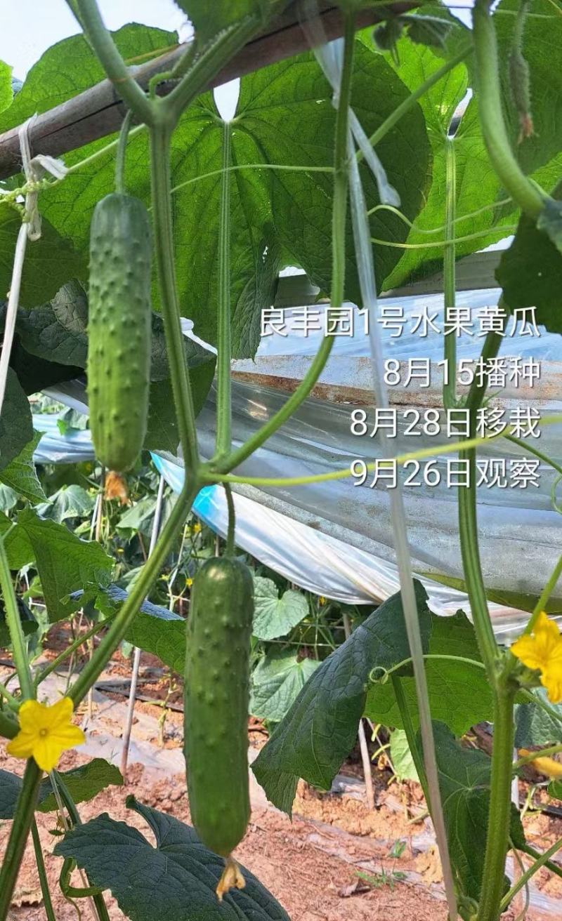 水果黄瓜种子未来之星全雌耐热型瓜条顺直翠绿品质