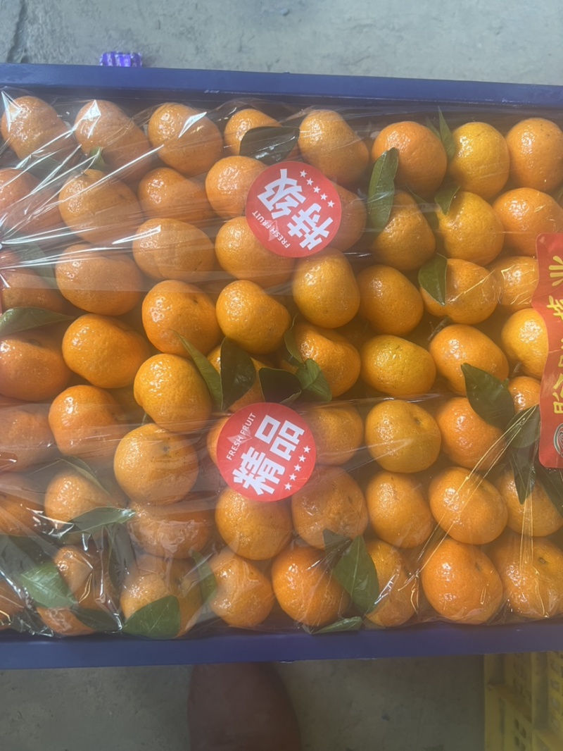 精品棉桔（蜜广）广西产地直供柑橘口感甘甜美味对接大型市场