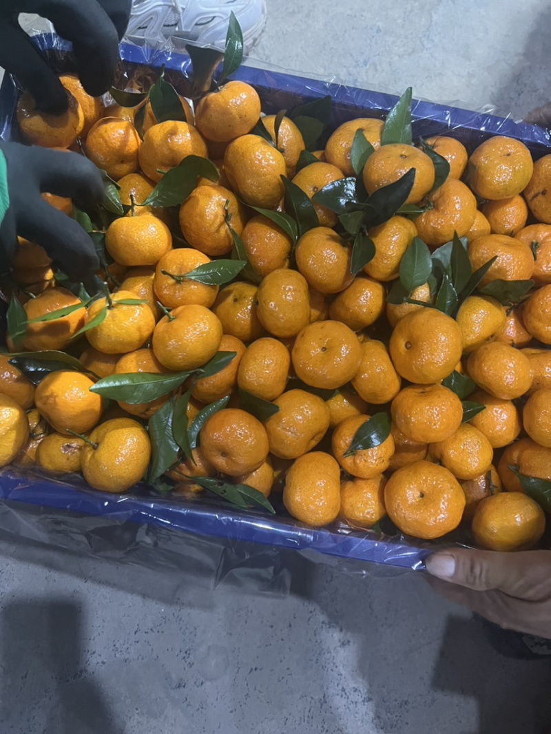精品棉桔（蜜广）广西产地直供柑橘口感甘甜美味对接大型市场