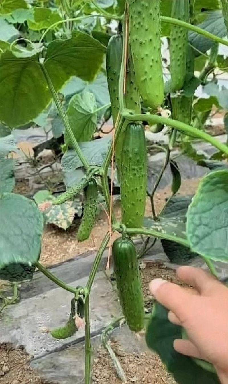 水果黄瓜种子未来之星全雌耐热型瓜条顺直翠绿品质