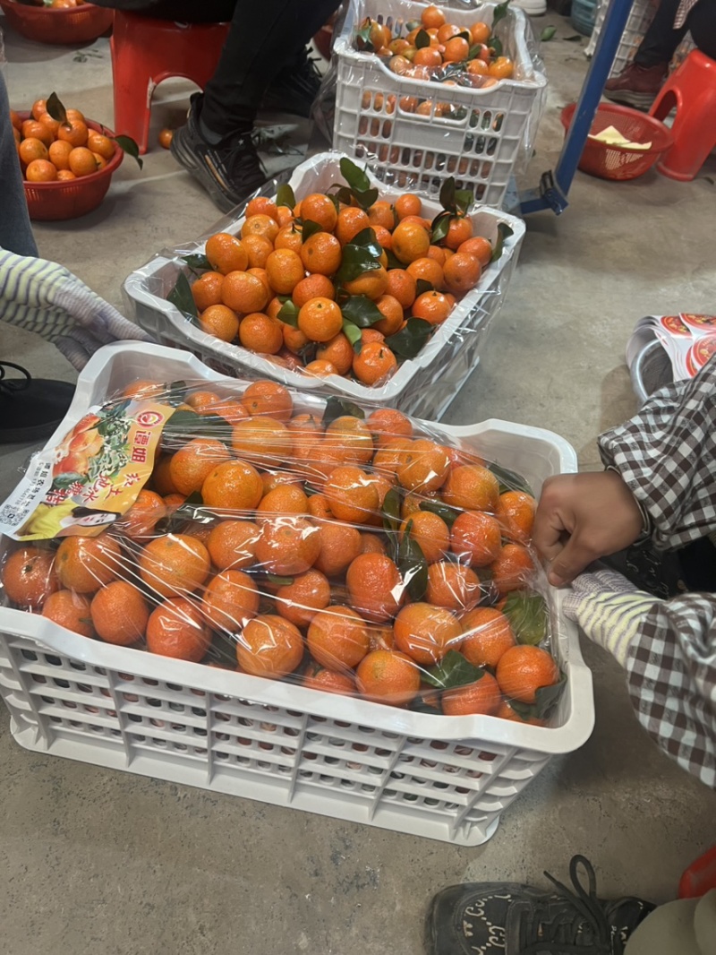 【精品金秋沙糖桔】产地直供大量供应价格实惠