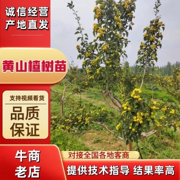 新品种黄山楂苗黄金豆甜山楂树苗嫁接黄如意山楂苗阿尔泰山楂