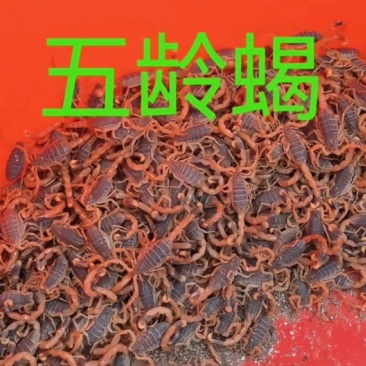五零现货有需要的老板直接打电话量大可优惠