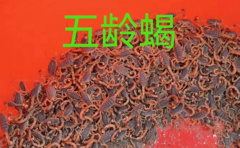 五零现货有需要的老板直接打电话量大可优惠