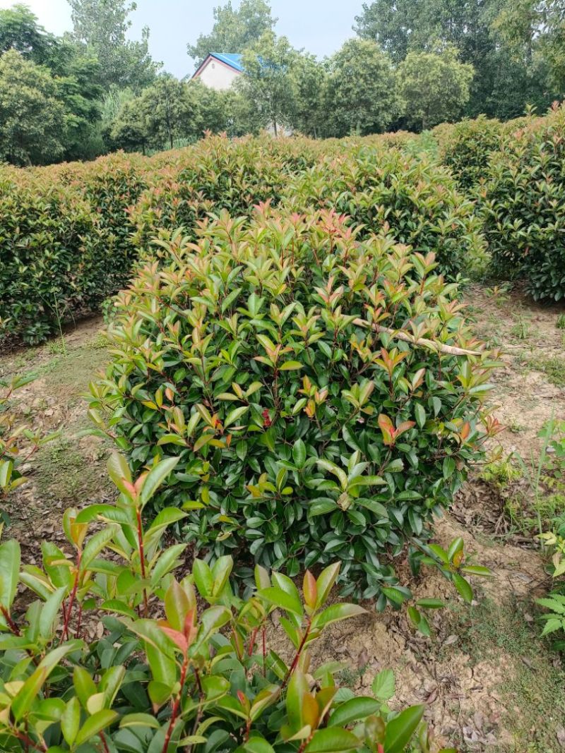 红叶石楠球