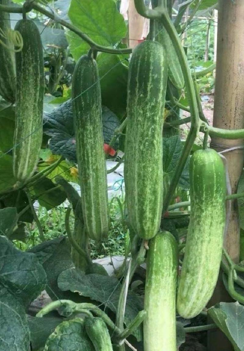 黄瓜种子白绿脆宝强雌极早熟绿白条顺直匀称连续釆摘