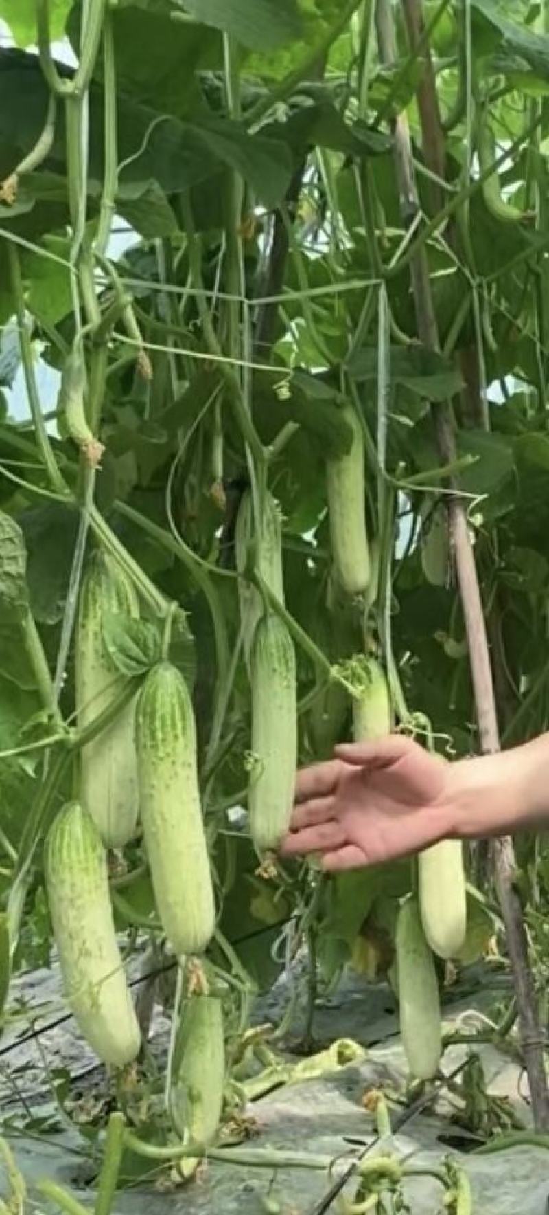 黄瓜种子白绿脆宝强雌极早熟绿白条顺直匀称连续釆摘