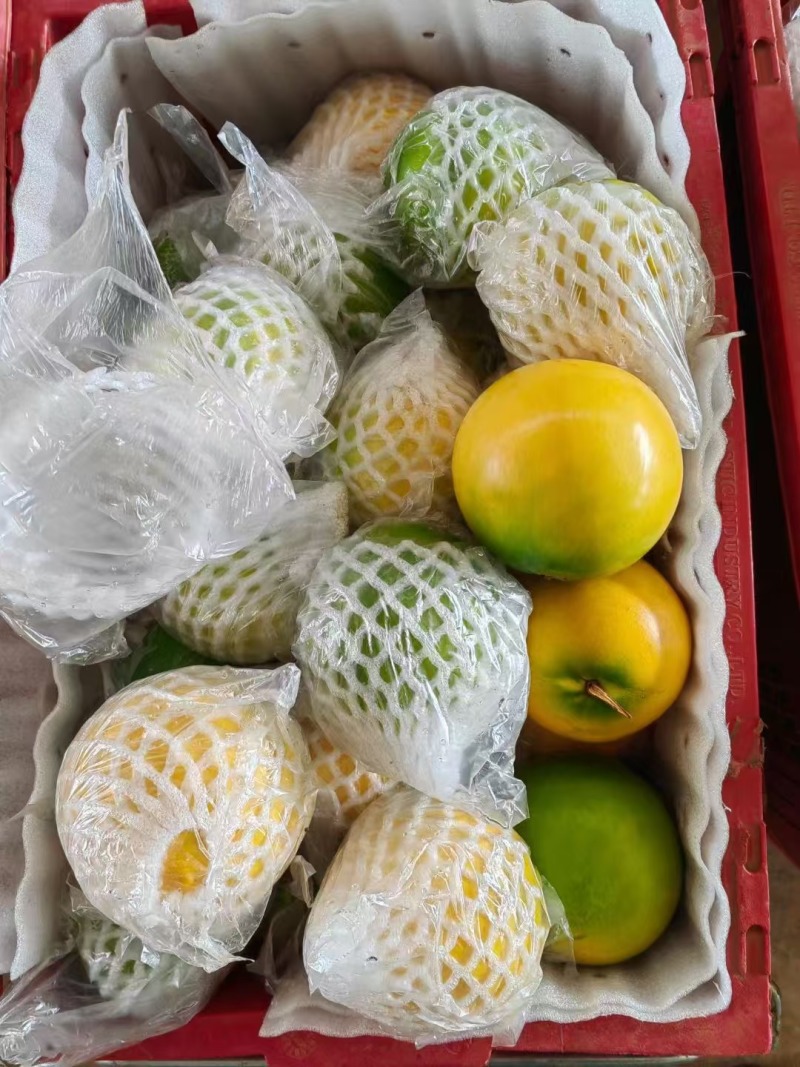 黄晶果大量供应一手代办供应全国批发市场社区团购