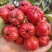 2024年山西运城绛县大五棱山楂