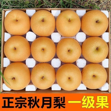 【甘甜多汁】正宗山东秋月梨梨子当季应季新鲜水果整箱脆甜无渣