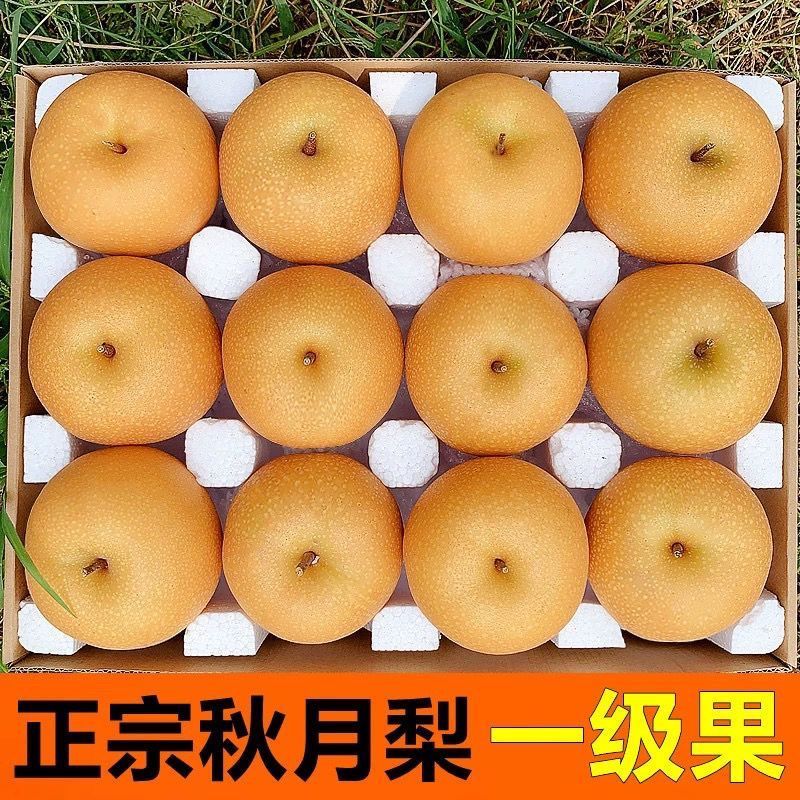 【甘甜多汁】正宗山东秋月梨梨子当季应季新鲜水果整箱脆甜无渣