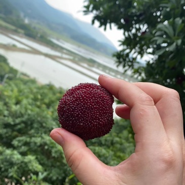 东魁杨梅+宁海杨梅+慈溪杨梅