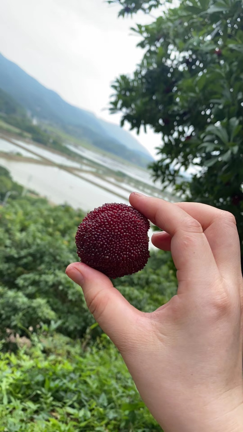 东魁杨梅+宁海杨梅+慈溪杨梅