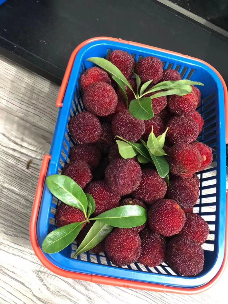 东魁杨梅+宁海杨梅+慈溪杨梅