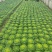 【黄心菜】千亩基地实力供应，承接电商批发市场合作共赢！