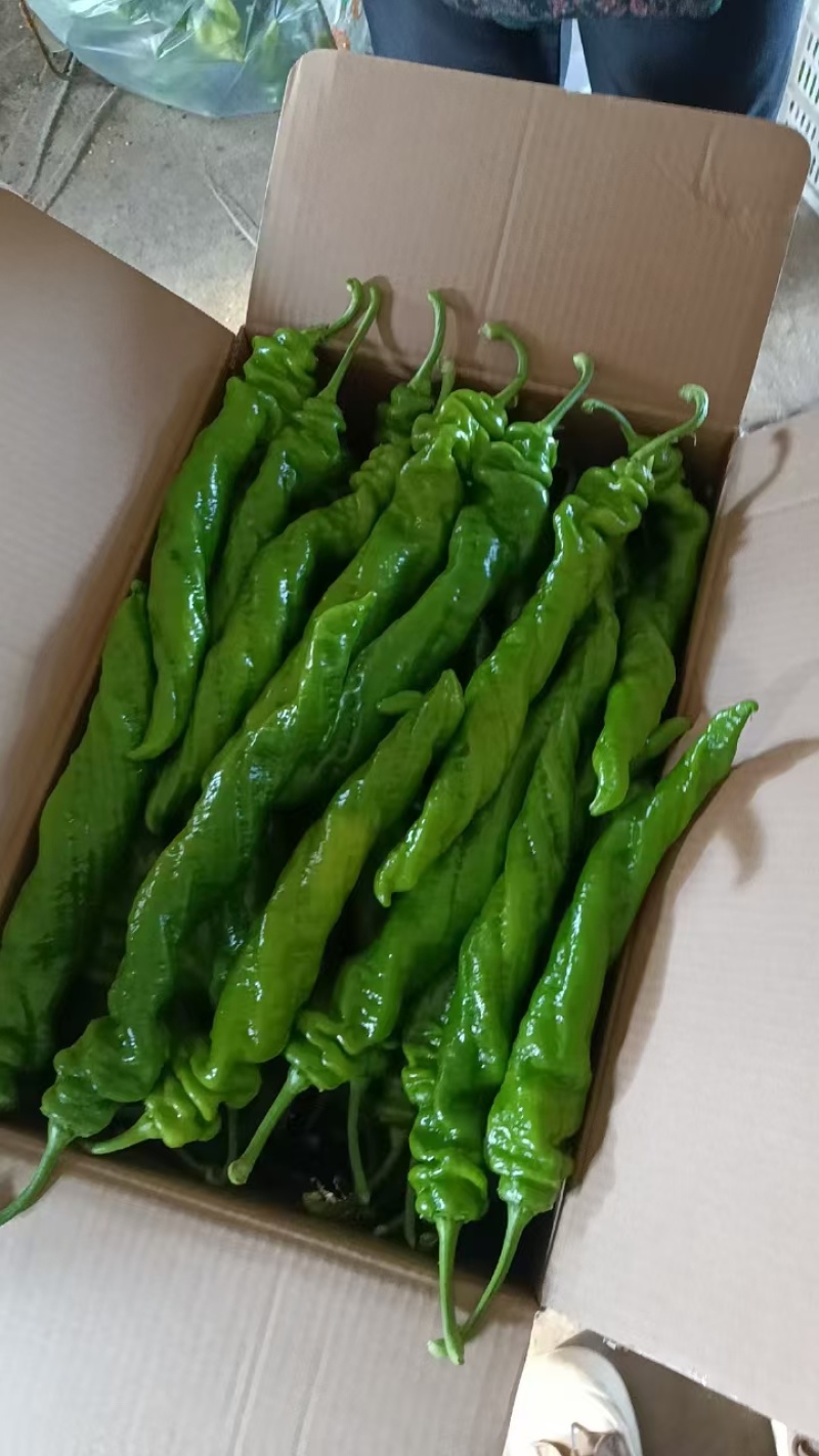 唐山精品螺丝椒，产地一手货源，现摘现发，品质保障代发全国