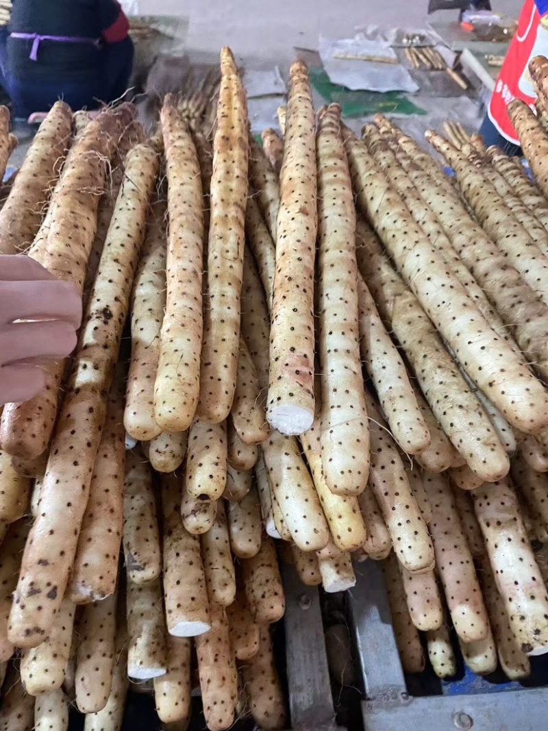 安平新鲜小白嘴山药产地直发800平加工厂自产自销