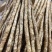 安平新鲜小白嘴山药产地直发800平加工厂自产自销