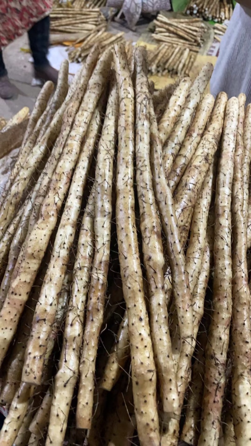 安平新鲜小白嘴山药产地直发800平加工厂自产自销