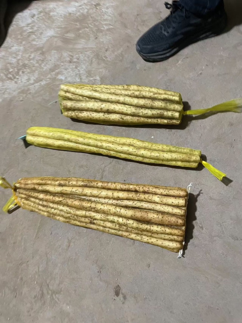 安平新鲜小白嘴山药产地直发800平加工厂自产自销