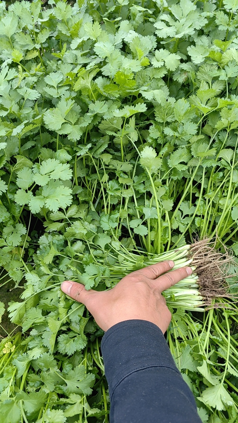 精品香菜大量上市产地直发一手货源大量批发